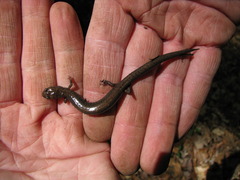 Plethodon richmondi