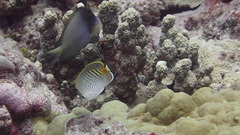 Chaetodon punctatofasciatus