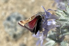 Schinia scarletina