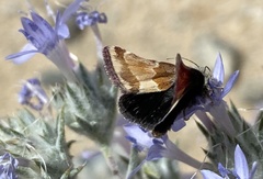 Schinia scarletina