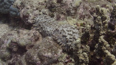 Thelenota ananas