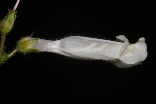 Image of Penstemon tenuiflorus by (c) Brian Finzel, some rights reserved (CC BY-SA)