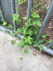 Ipomoea