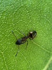 Dolichoderus plagiatus