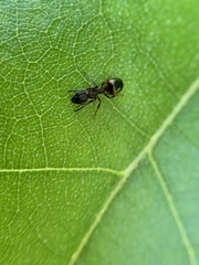 Dolichoderus plagiatus