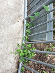 Ipomoea