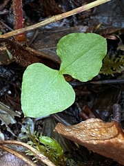 Neottia cordata