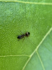 Dolichoderus plagiatus