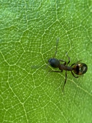 Dolichoderus plagiatus