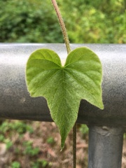 Ipomoea