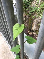 Ipomoea