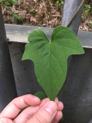 Ipomoea