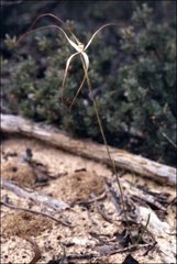 Caladenia filamentosa