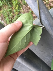 Ipomoea
