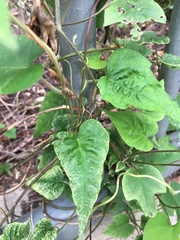 Ipomoea