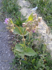 Mirabilis nyctaginea