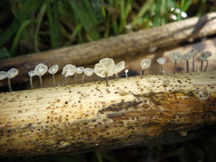 Marasmiellus bonii
