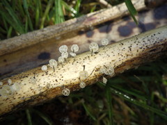 Marasmiellus bonii