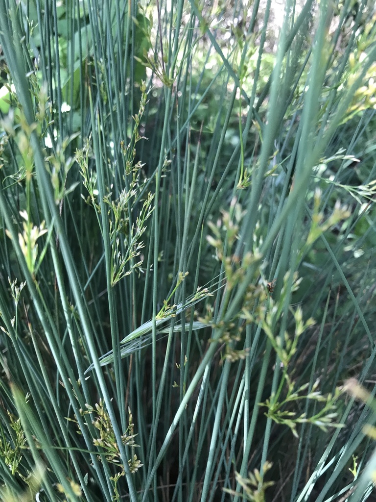 Spreading Rush from CA1, Inverness, CA, US on May 29, 2022 at 0315 PM by Lena Zentall