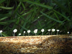 Marasmiellus bonii