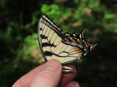 Papilio appalachiensis