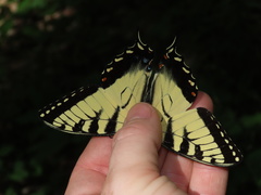 Papilio appalachiensis