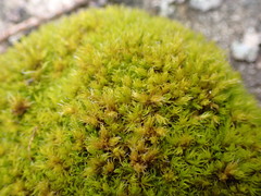 Grimmia lisae