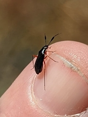 Teleorhinus