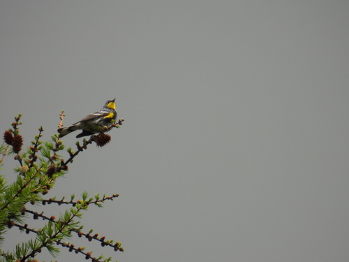 Audubon's Warbler photographed in Montana