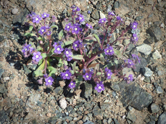 Phacelia greenei