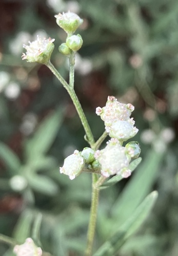 Parthenium hysterophorus observed 2022-05-29