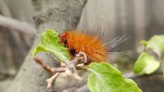 Lepidoptera