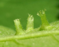 Phylloxera chippokesiensis