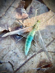 Nephrotoma virescens