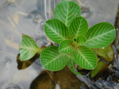 Ludwigia adscendens