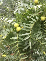 Juglans