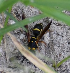 Parancistrocerus fulvipes