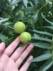 Juglans