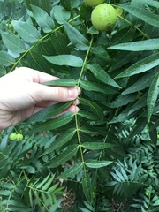 Juglans