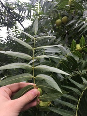 Juglans