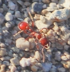 Manica