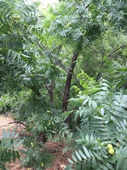 Juglans
