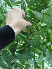Juglans