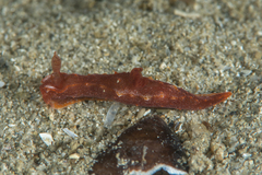 Polycera parvula