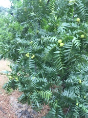 Juglans