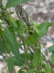 Metastelma barbigerum