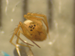 Diploplecta