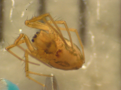 Diploplecta