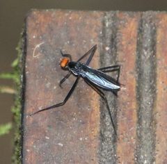 Scipopus heteropus