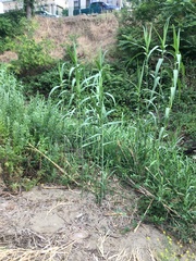Arundo donax